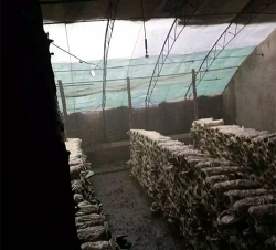 北京香菇种植大棚